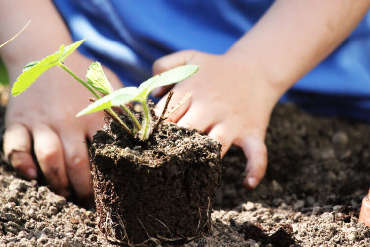 Spring and summer vegetable planting